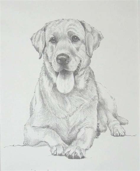 17+ Drawings Of Labrador Dogs | Dog sketch, Dog pencil drawing, Animal ...