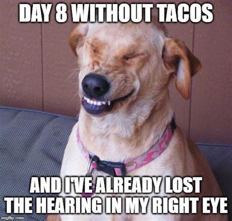 taco dog - Imgflip