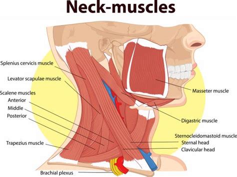 Daily Simple Questions Thread - January 18, 2018 : r/Fitness