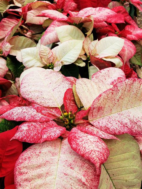 Poinsettia Plant Bio: Podcast Ep#22