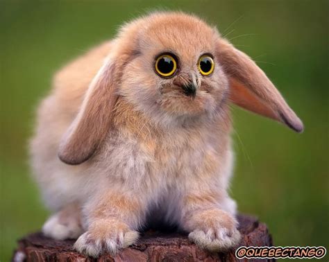 Animal mashups, Photoshopped animals, Funny animal pictures