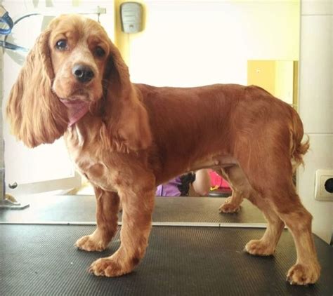 20 Best Cocker Spaniel Haircuts for Your Puppy - The Paws in 2022 ...