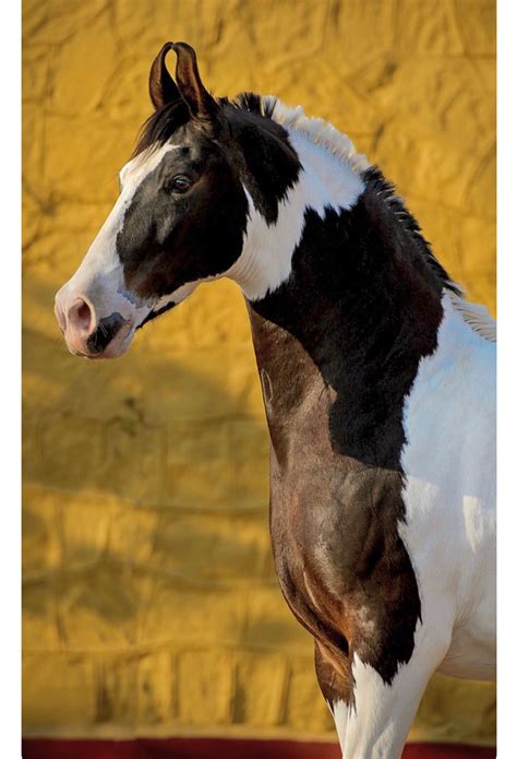 Striking Marwari horse with bold dark brown and white pinto markings ...