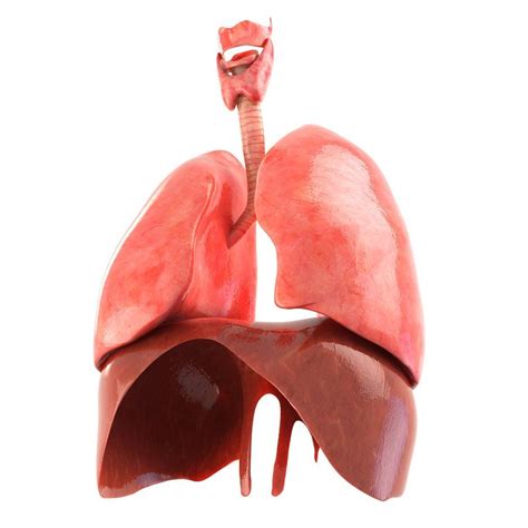 Lungs animated | Human lungs, Lunges, Animation