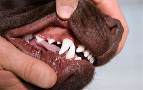 How to Clean Your Pet's Teeth