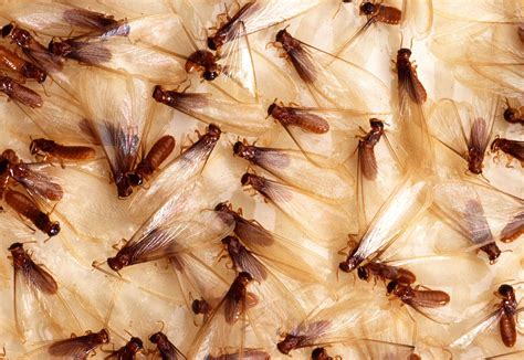 What Do Termites Look Like? (2022)