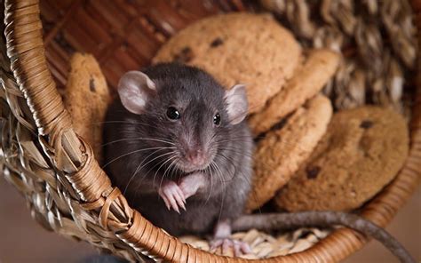 Pet Rat Behavior Explained: Boggling, Bruxing & More