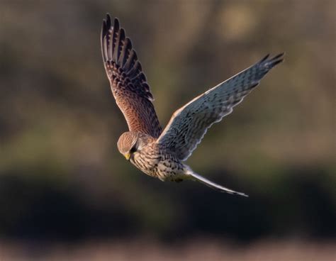 Kestrel Hunting Flying - Free photo on Pixabay - Pixabay