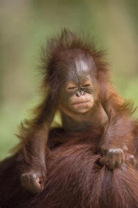 Bad hair day | Baby orangutan, Cute baby animals, Cute animals