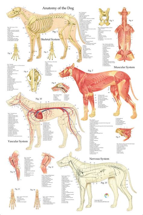 Canine Muscular Anatomy Chart Poster Laminated | ubicaciondepersonas ...