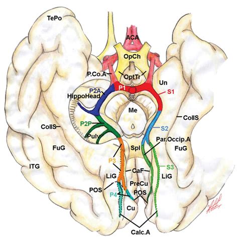 Illustration Showing the Anatomic (Right) and Surgical (Left ...