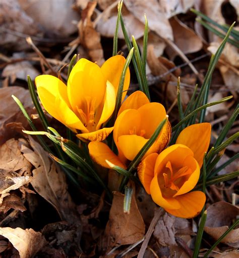 Yellow Crocus Trio | EXPLORE--February 4, 2009 | beegardener | Flickr