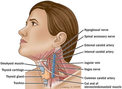 Learn About Primary Neck Cancer ‣ THANC Guide