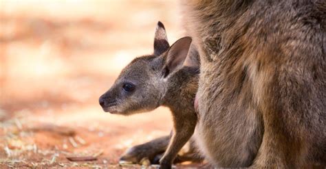 What’s a Baby Kangaroo Called & 6 More Amazing Facts! - AZ Animals