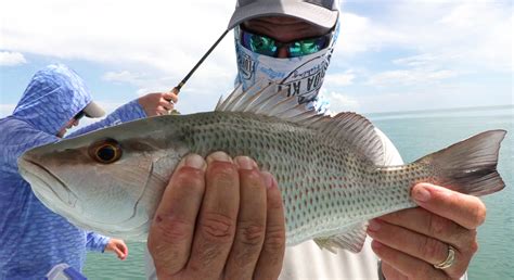 2 Tips For Catching Keeper-Size Inshore Mangrove Snapper