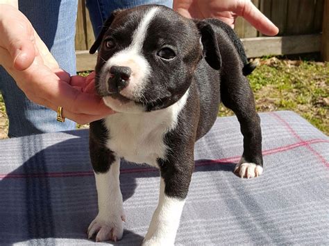 Staffordshire Bull Terrier Puppies For Sale - AKC Marketplace