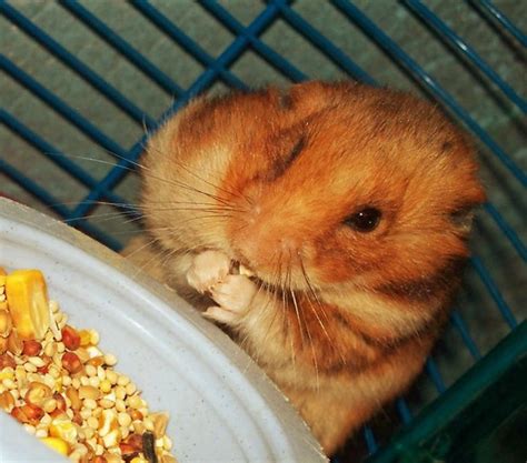 Funny Hamster Pictures » I Love Eating