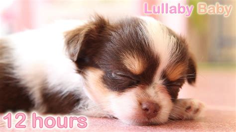 12 HOURS ☆ Puppy Sleeping Music ♫ LULLABIES ☆ Peaceful sleep music for ...