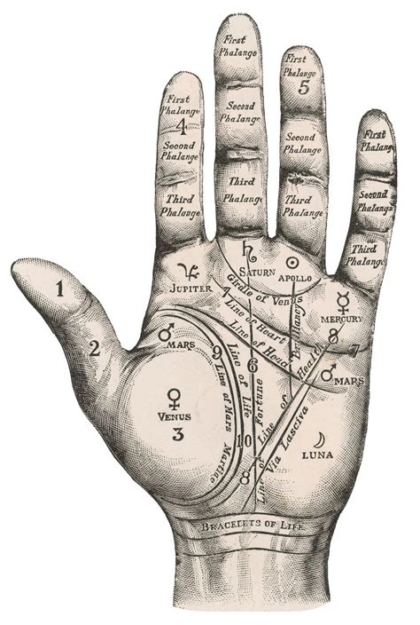 Palmistry hand, Palm reading, Palmistry