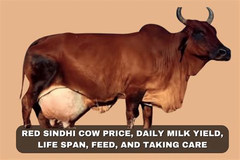 Red Sindhi Cow Price, Daily Milk Yield, Life Span, Feed