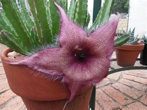 Stapelia Gigantea | Unique and Exotic Home Decor Plant