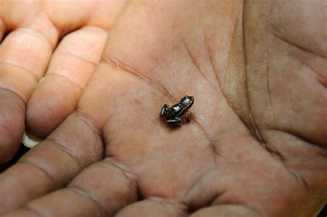 The Smallest Frog In The World