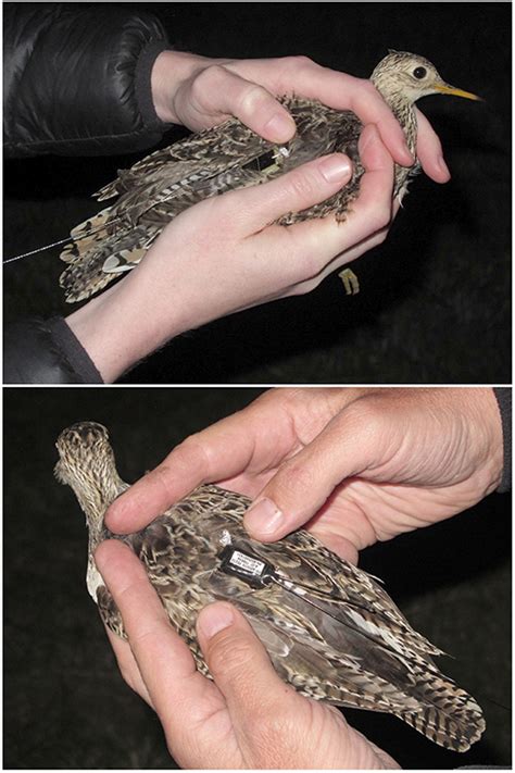 Frontiers | Migration Patterns of Upland Sandpipers in the Western ...