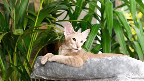 Cat lounging next to house plants