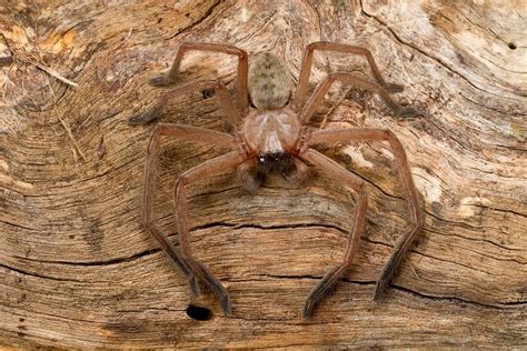 What Is The Huntsman Spider? How Big Is It and Does It Bite? (2022)