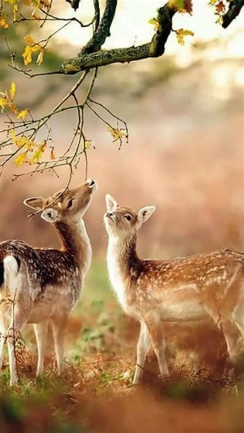 Beautiful Deer's, nature, animal, HD phone wallpaper | Peakpx