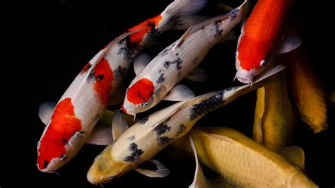 Koi | San Diego Zoo Animals & Plants