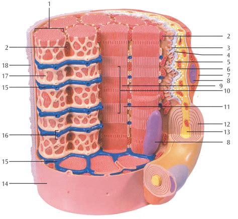 Sarcomere Model Labeled