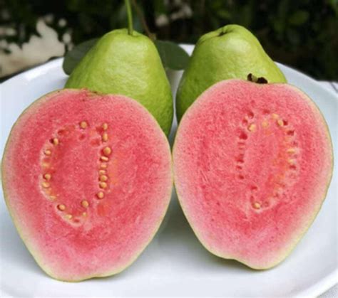 20pcs Seeds Lemon Guava Fruit Tree Seeds Psidium Guajava - Etsy