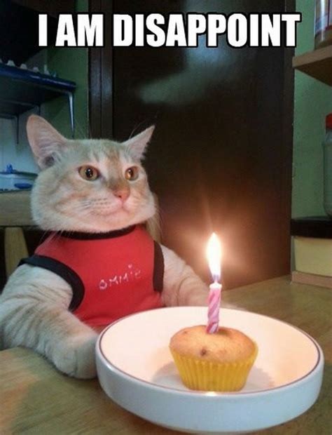 101 Funny Cat Birthday Memes for the Feline Lovers in Your Life