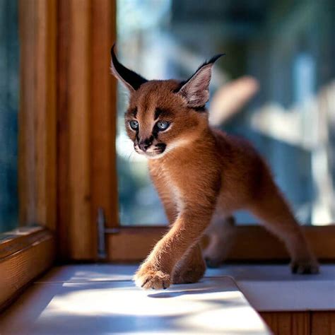 Is it Legal to have a Caracal Cat as a Pet? - Catman