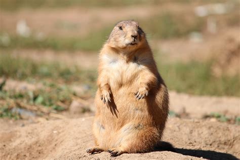 sitting, adorable, prairie, focus on foreground, 5K, land, standing ...