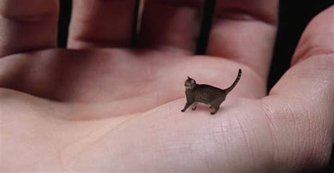 World's Smallest Cat - Cute, Tiny and Mean | Small cat, Gorgeous cats ...