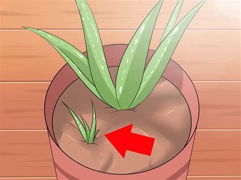 How to Care for Your Aloe Vera Plant: 10 Steps (with Pictures)