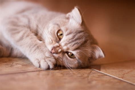 Signs & Symptoms of Cat Teeth Problems | AskVet