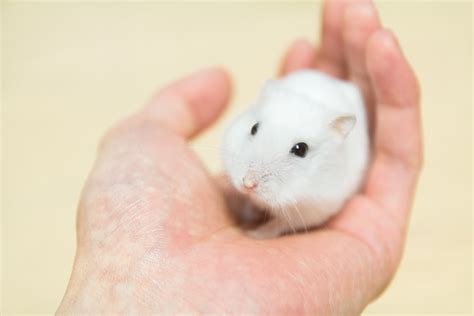 Free Images : mouse, mammal, hamster, rodent, rat, nose, whiskers, skin ...