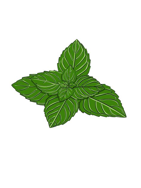 Digital Drawing of Mint Leaves Pdf Svg Ai - Etsy