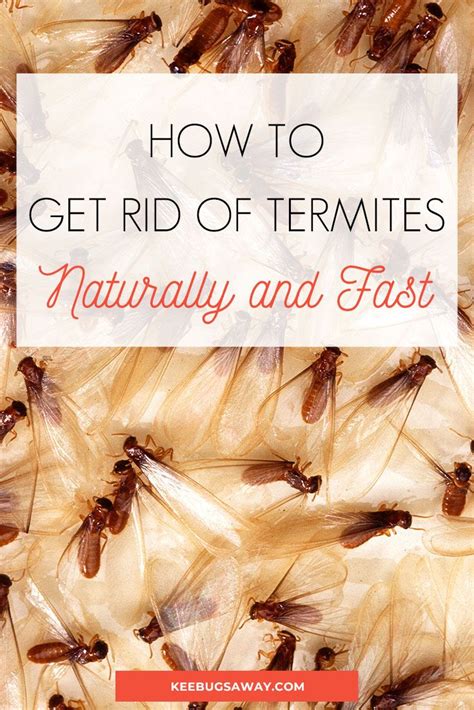 How to Get Rid of Termites: 22 Easy Ways to Kill Termites Effectively ...