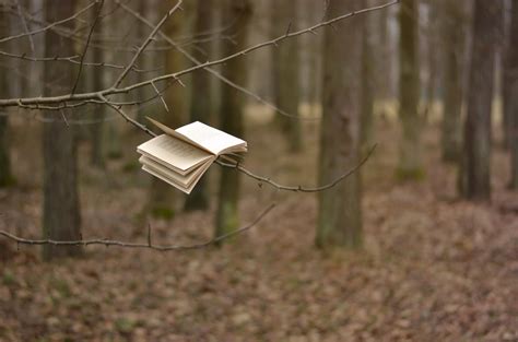 books, trees, depth of field HD Wallpaper