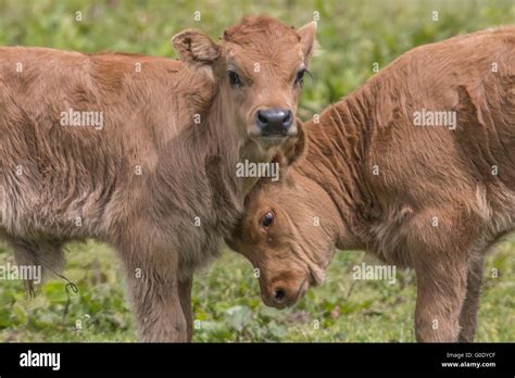 Heck cattle Stock Photo - Alamy