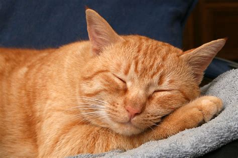 Red Cat is sleeping wallpapers and images - wallpapers, pictures, photos