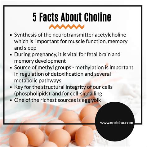 Choline is an essential nutrient for brain function and a key methyl donor