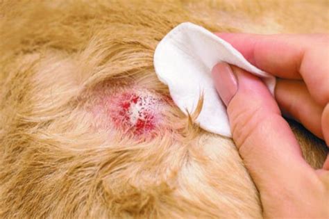 On Whether Dogs Get Psoriasis - TuftsYourDog