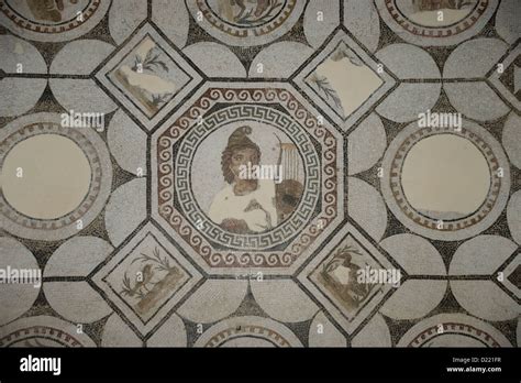 Mosaic in The Archaeological museum of El Djem or El Jem in Tunisia ...