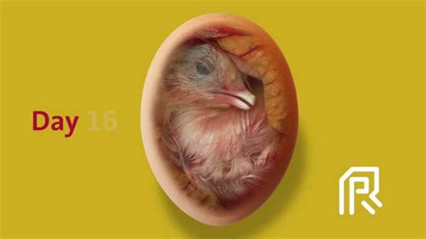 Duck Embryo Development