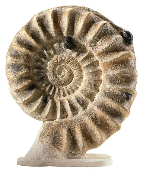 #Art Sculpture: Ammonite fossil https://click.linksynergy.com/link?id ...